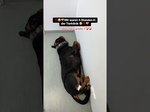 ACHTUNG: das Video ist nicht aktuell, Canelo geht es Gott sei Dank gut. 🙃