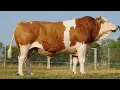 Meet the Montbeliarde The French Cattle Breed Dominating the Dairy World