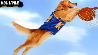 كلب ذكي يعيش في الشارع لكن يجد صديقا يحبه ويصبح أحسن لاعب كرة سلة في العالم ملخص فلم 𝐀𝐢𝐫 𝐁𝐮𝐝 