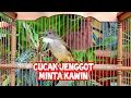 Download Lagu Cucak Jenggot Jantan Menggetarkan Sayap Merayu Betina