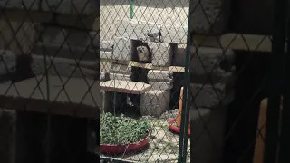 صوت ذكر الوبر البري 