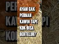 Download Lagu Gak Perlu Kawin, Ayam BISA TERUS BERTELUR SENDIRI???
