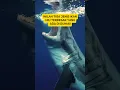 Download Lagu Tahukah kamu⁉️inilah 3 jenis ikan hiu terbesar yang ada di dunia #animals #ikan #laut #ikanbesar