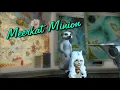 FFXIV Meerkat Minion
