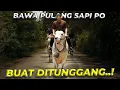 Download Lagu KELILING DESA PURWOREJO PAKE SAPI PO JUMBO..!!