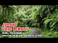 Lagu JARANG YANG LEWAT! Dieng - Pekalongan lewat Hutan Hujan terakhir di Jateng?