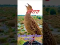 तीतर के बारे सुनकर चौंक जाएंगे आप | #cityexplore #birds #facts #birdphotography #तीतर #तीतरकीआवाज़