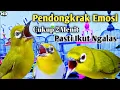 Download Lagu Pancingan Pleci Biar Cepat Ngalas || Pleci Ngalas Manggil Lawan