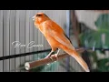Download Lagu 🔴  Raro canto canário. muito bom para o seu mestre canário  HD  - Rare Canário
