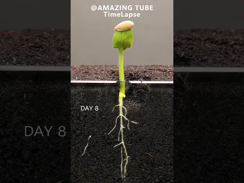Growing Cantaloupe from seed - Time Lapse  #plants #cantaloupe #timelapse