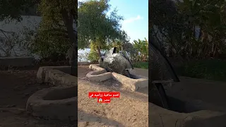 اقدم ساقية زراعيه في مصر 