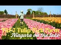 TASC Tulip Festival Vlog Flowers Photos Niagara-on-the-Lake Adventure