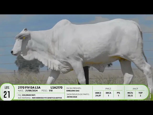 Novilha Nelore LSA - 2170