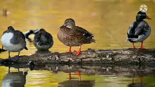 صوت بربش حذاف أبو زلة كوشر لاتنسون لايك وشتراك يوصلك كلشي جديد 