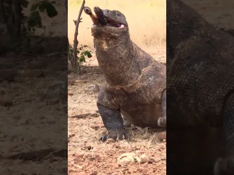 Insting Komodo memakan Kaki Kambing Independet 🔥