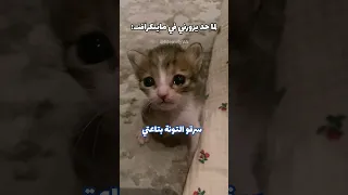 سراقين في كل مكان اكسبلور Funny Catvideos Catmeme  سراقين في كل مكان اكسبلور Funny Catvideos Catmeme