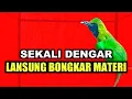 Lagu Masteran cucak ijo full isian menaikan emosi dan tembak an panjang bongkar materi