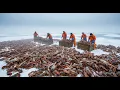 How American Fishermen Catch Billions of Crabs and Lobsters | Fishing Documentary
