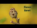 Lagu Ye kuruvi ..chittu kuruvi : Muthal Mariyathai Whatsapp Status