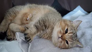I have an update regarding Charo s kittens