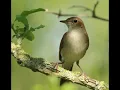 Download Lagu NIGHTINGALE SONG- 3 hours REALTIME 2022 Beautiful Nightingale Singing ,Birdsong,Nature sounds.