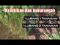 Lagu KELEBIHAN DAN KEKURANGAN DUA SISTEM TANAM JAGUNG. PETANI HARUS TAU..