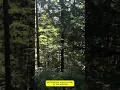 Download Lagu WALKING ALONE IN THE WOODS | FREIBURG IM BREISGAU(OBERWIEHRE)  #Shorts