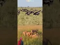 NO WAY! PRIDE OF LIONS FIGHTS #animals #shorts