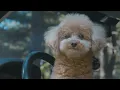 Forest Camping with My Dog and Roasting a Leg of Lamb in the Wild ASMR