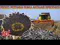 Download Lagu Teknologi Pertanian Bunga Matahari Modern | Tahapan Proses Berkebun Bunga Matahari