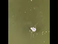 Giant Catfish Eats Duck