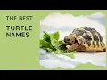 62 Best Turtle Names Male Female Famous Teenage Mutant Ninja