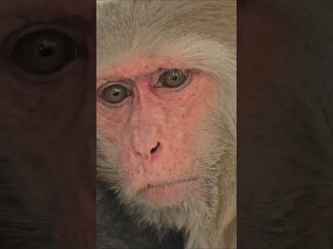 monkey face | bandar ki shakl #monkeyvideo #bandar #monkey