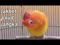 Download Lagu Langka Lovebird paud konslet