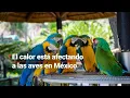 Download Lagu ¡INFIERNO EN MÉXICO! Ola de calor provoca la muerte de aves en las Huasteca Potosina