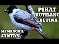 Lagu suara kutilang betina memangil jantan mp3