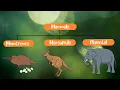 Classification of Mammals Monotremes Marsupials and Placentals
