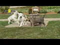 Husky Bull Mastiff Cross Puppies