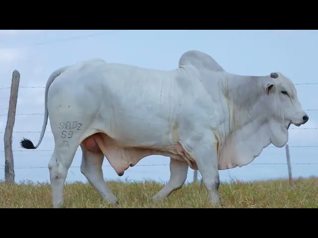 Touro Nelore SABZ - 59