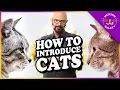 Download Lagu How to Introduce Cats