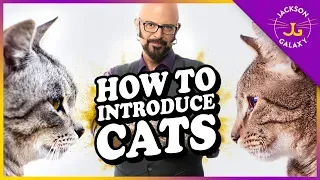 Download How to Introduce Cats MP3