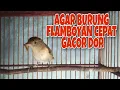 Download Lagu Burung ku