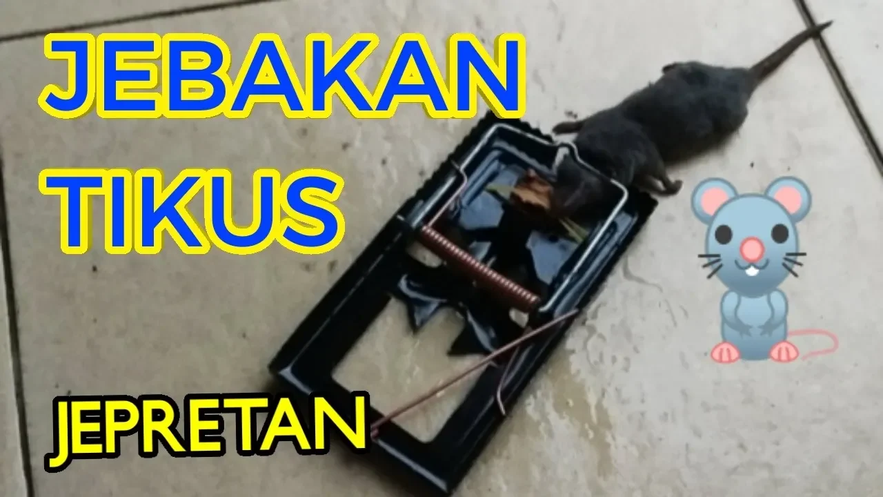 Lem Tikus Paling Ampuh - Lem Tikus Cap Gajah