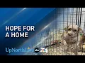 Northern Michigan humane society to welcome dozens of dogs rescued from Iowa puppy mill
