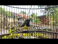 Download Lagu Cuit Crecet Crecet Panggilan Sogon ampuh bikin GACOR semua Sogon | Terapi Sogon Bahan❗