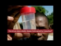 Mosquitos malaria and education Bill Gates