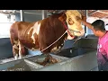 Download Lagu Kondisi Terbaru Setia Farm Purworejo Bikin Melongo !! Ada Kejutan Penghuni Baru Sapi Monster !!