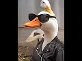 Download Lagu Duck is the GOAT🐐#trending #funny #duck #edit #fyp #viralvideo #5x30 #meme #shorts