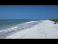 Sand Dollar on Marco Island Florida