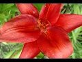 Download Lagu Топ-10 Music Поль Мориа /Best Paul Mauriat/Хиты лучших мелодий
